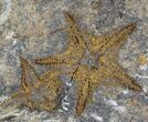 Starfish (Petraster?) & Edrioasteroid Plate - Ordovician #23866-1